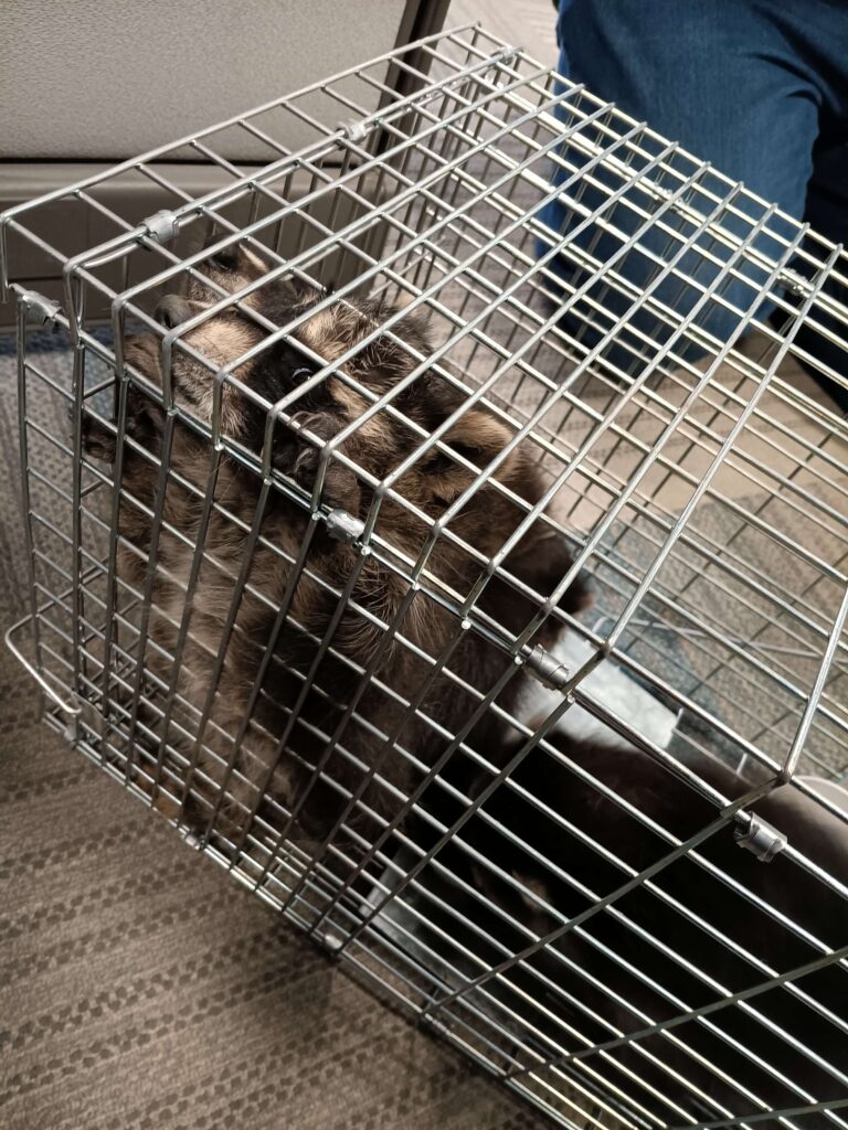 Metro Wildlife Control