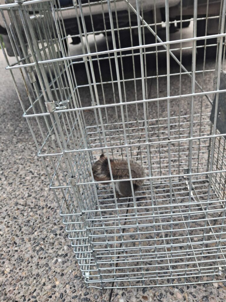 Metro Wildlife Control