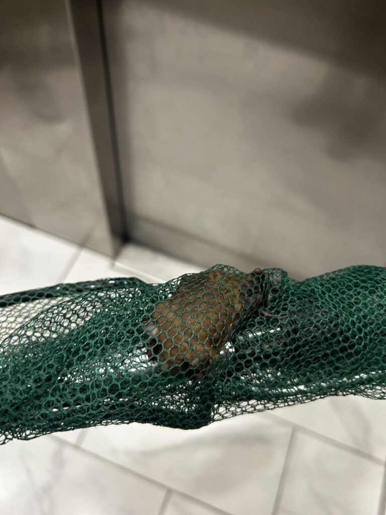 Metro Wildlife Control