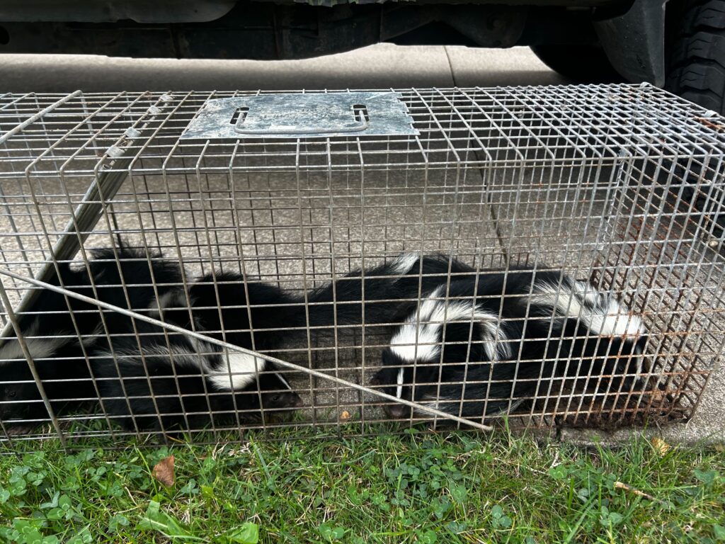 Metro Wildlife Control