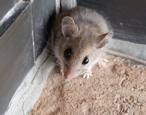 Metro Wildlife Control